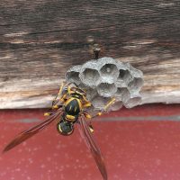 害虫駆除 蜂の巣 はち
